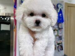 -萌宠之家·腊肠犬·马尔泰·小体犬舍