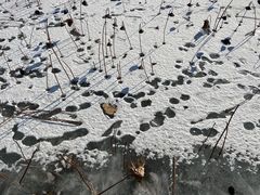 -哈素海