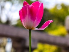 -玄武湖景区-情侣园游乐场