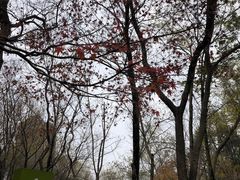 -青枫公园