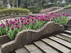 -南山植物园