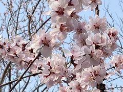 -桃花堤公园
