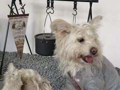 -J Create城市露营咖啡·简餐·宠物(上海动物园店)