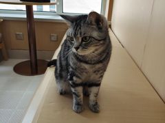 -鼓捣猫呢主题猫咖店