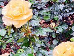 -人民公园(罗湖区)