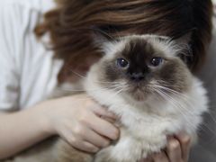 -东方名猫馆·英短金渐层布偶猫舍(环线广场1号楼店)