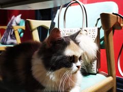 -猫色咖啡·猫咖