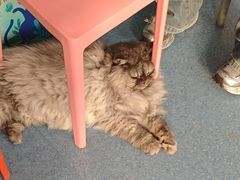 -佑安动物医院·全科·内窥镜中心(幸福巷店)