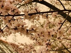 -北京七彩云南翡翠珠宝旗舰店(月坛店)