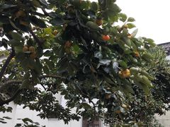 -丝绸小镇荻港古村