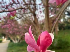 -泰州凤城河风景区-泰山公园