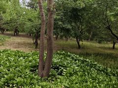 -绿堤公园