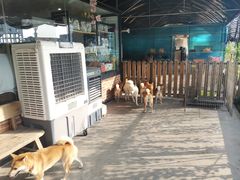 -柴犬高等学院·狗咖·柴犬售卖·宠物训练
