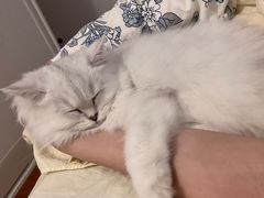 -猫大福·Fortune Cat猫舍(百子湾店)