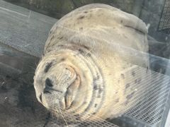 -西雅图水族馆