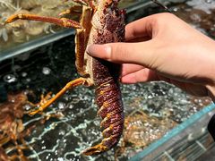 -浩运·海鲜青岛菜·海胆水饺(石老人店)