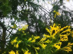 -铁山坪森林公园