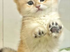 -青奢宠物·青奢猫舍