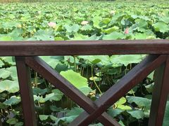-荷塘月色湿地公园·向阳花洲