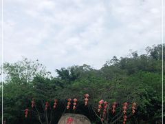-野狸岛