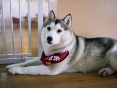 -Husky Go! 哈士奇体验馆·宠物咖啡厅狗咖