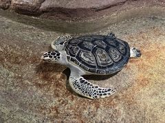 -大连圣亚海洋世界