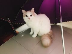 -爱妮康宠物医院·干细胞免疫细胞·肿瘤·心脏(张江店)