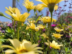 -祥源·阜阳生态乐园