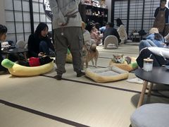 -逗柴咖啡屋·狗咖猫咖宠物桌游