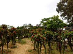 -松山湖梦幻百花洲
