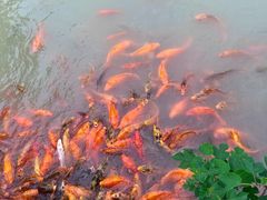 -中国扬子鳄村