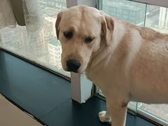 -共舞时光猫咖·狗咖(新街口店)