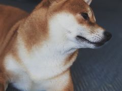 -柴源莊·柴小宠柴犬咖啡