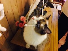 -猫色咖啡·猫咖