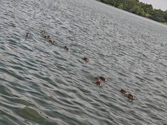 -海珠湖公园