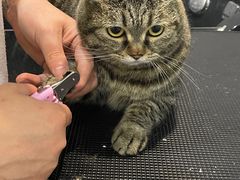 -宠爱国际动物医院·消化内科·心肾内科·ISFM猫友好(望京店)