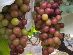 -马陆小张葡萄园农家乐