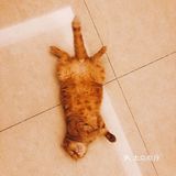 4年前家人在宠物店看到它，说是原来的家庭不能再养猫