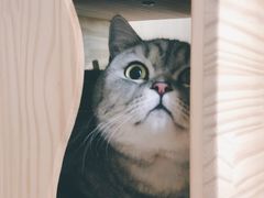 -喵五郎の猫咪酒店·专业洗护·寄养