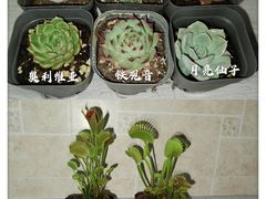 -万商花鸟市场