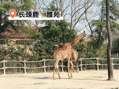 -上海野生动物园