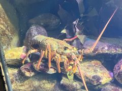 -悉尼海洋生物水族馆
