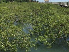 -北海金海湾红树林生态旅游区