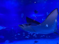 -烟台海昌鲸鲨海洋公园