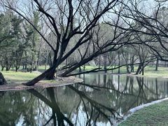 -上海共青森林公园