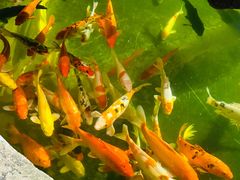 -正佳雨林生态植物园