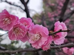 -红梅公园