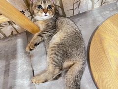 -楼上猫咖(罗湖店)