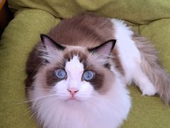 -欣宠猫屋·矮脚拿破仑·蓝金金渐层