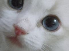 -东方名猫馆·英短金渐层布偶猫舍(环线广场1号楼店)